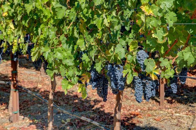 1180 Monticello Rd, Napa, CA 94558