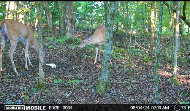 2665 Center Point Rd, Pulaski, TN 38478