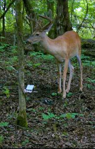 2665 Center Point Rd, Pulaski, TN 38478