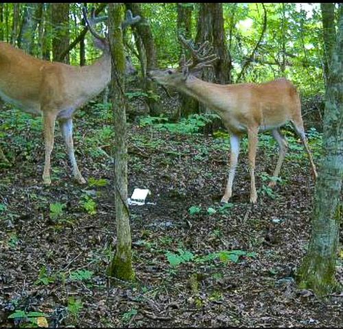 2665 Center Point Rd, Pulaski, TN 38478