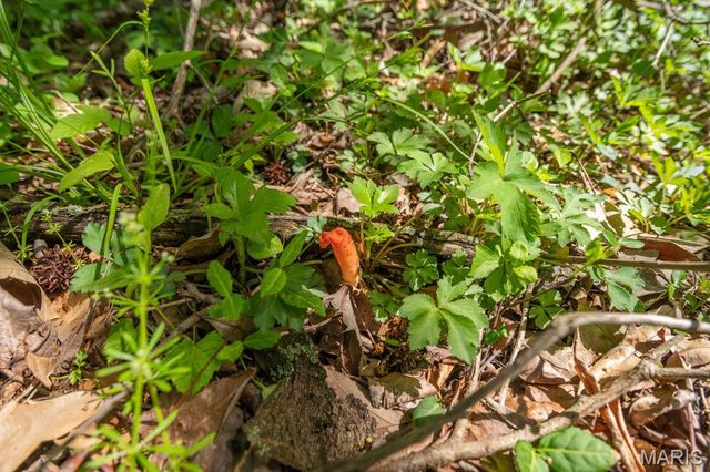 0 E Highway, Bloomfield, MO 63825