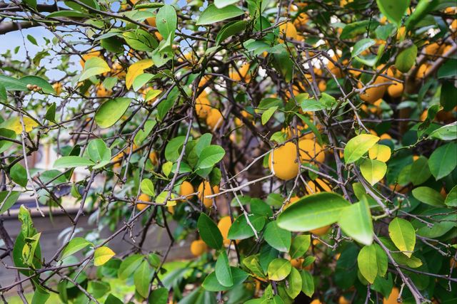 6706 N Chestnut Avenue 118, Fresno, CA 93710