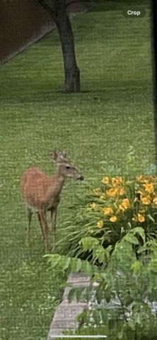 5 Vernon Place, Big Flats, NY 14871