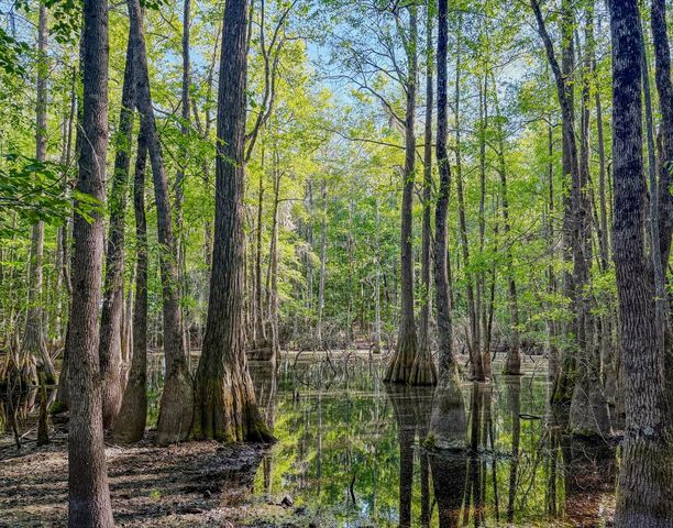 11481 Voorhees Road, Denmark, SC 29042