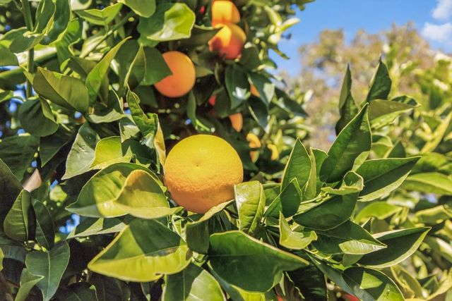 763 Adare Way, Galt, CA 95632