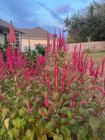 314 W Cherokee Path, Clever, MO 65631