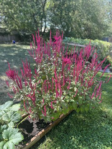 314 W Cherokee Path, Clever, MO 65631