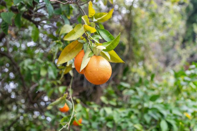 9028 Deleon Ct, Elk Grove, CA 95624