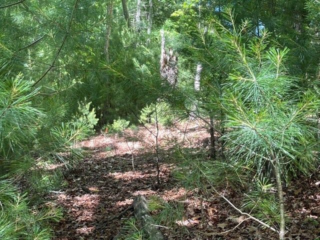 Lot 2 Mount Pleasant Ridge Road, Blairsville, GA 30512