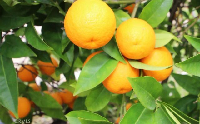 5814 Timbermist Place, Alta Loma, CA 91737