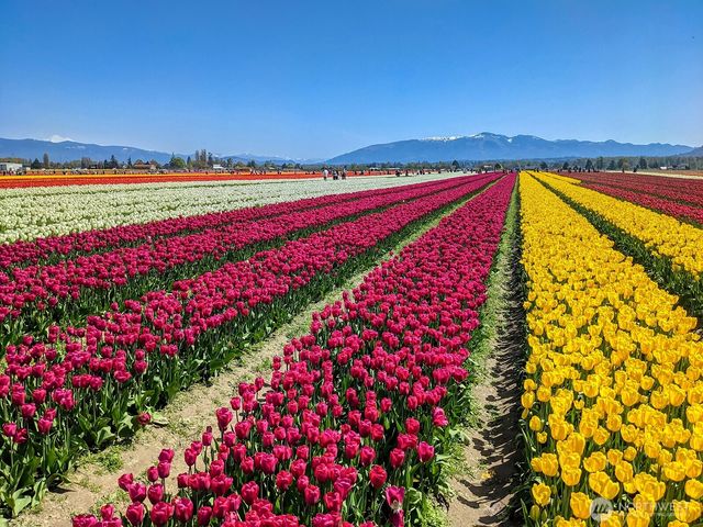 1724 Sunset Drive, Burlington, WA 98233