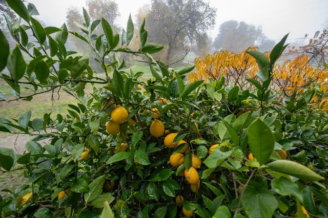 3181 Ditmars Ln, Loomis, CA 95650