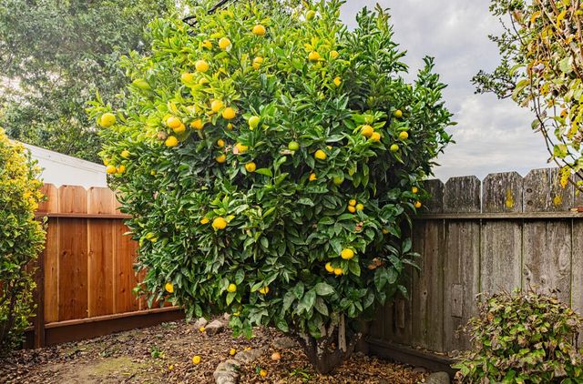 1221 Parkside Street, Salinas, CA 93906