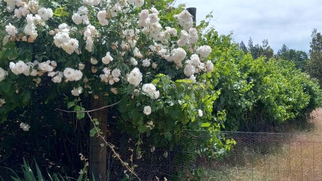 15579 Jesus Maria, Mokelumne Hill, CA 95245