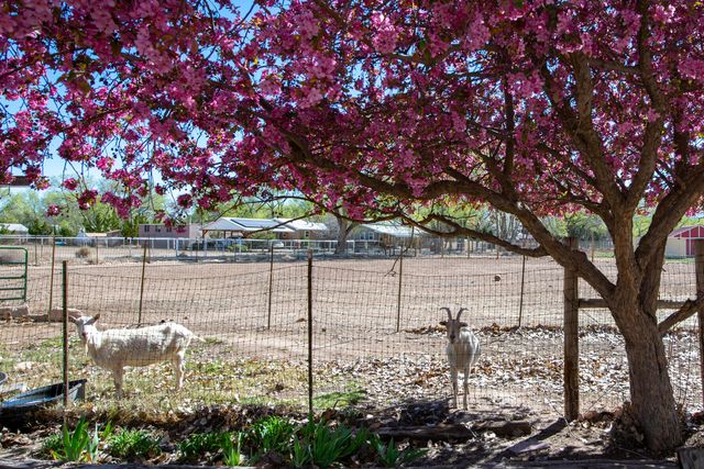 350 Applewood Road, Corrales, NM 87048