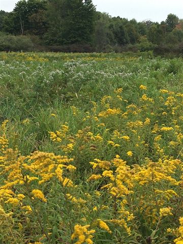 5233 124th Avenue, Fennville, MI 49408