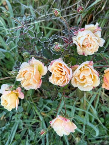 431 Sexton Rd, Sebastopol, CA 95472