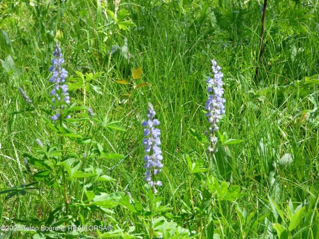 15180 E TETON WILDERNESS Drive, Moran, WY 83013 photo 28