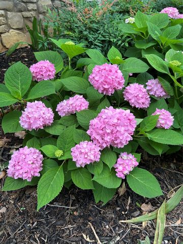 1606 Treehouse Lane N, Keller, TX 76262