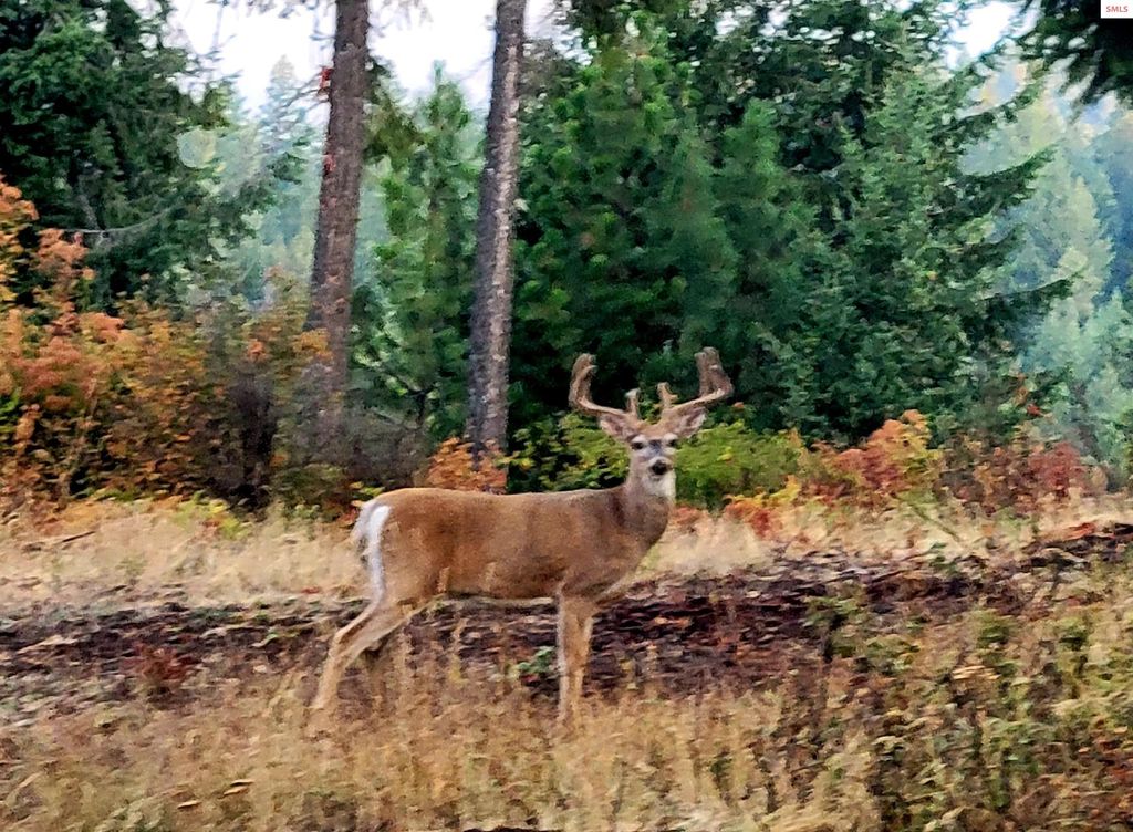 5254 E Mabel Ln., Harrison, ID 83833 photo 25