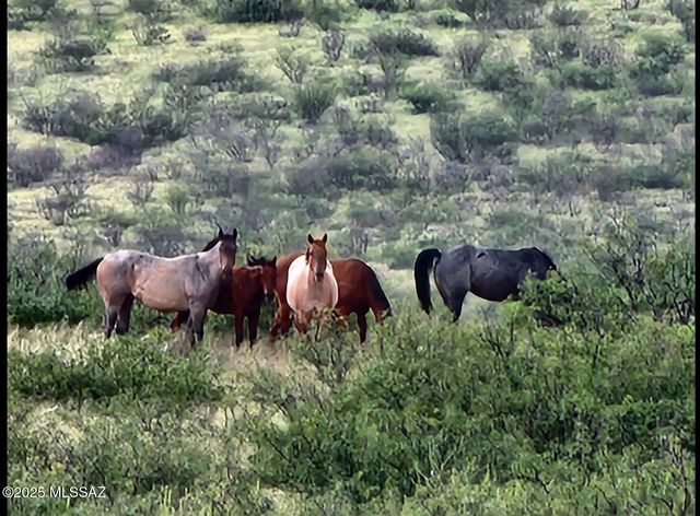 TBD N Double U Ranch Road, Tombstone, AZ 85638