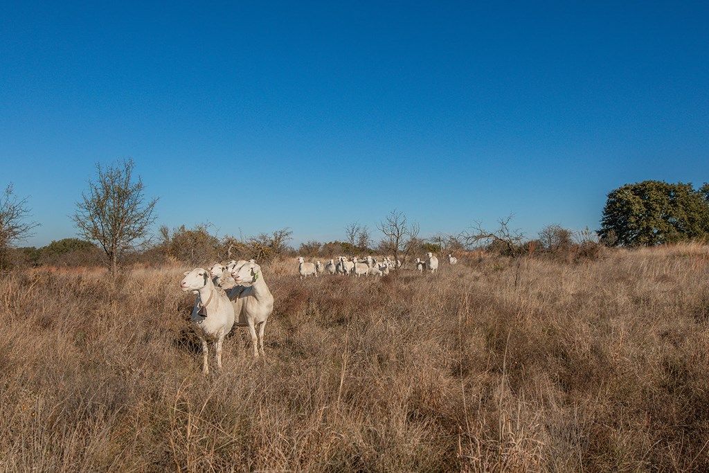 Image 17 of property listing at 8536 W FM 1222, Mason, TX 76856