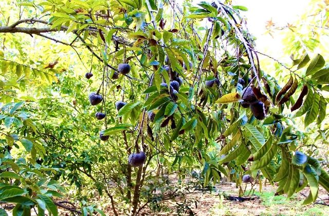 31050 SW 193rd Ave, Homestead, FL 33030