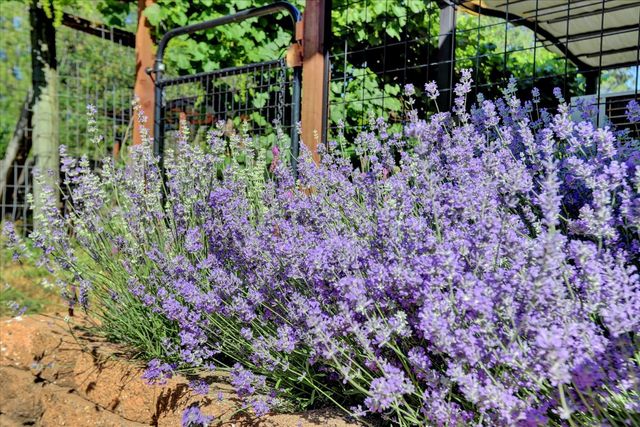 11625 Tyler Foote Rd, Nevada City, CA 95959