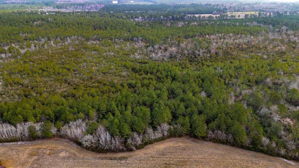 9060 Black Creek Rd., Nichols, SC 29581 — photo 5