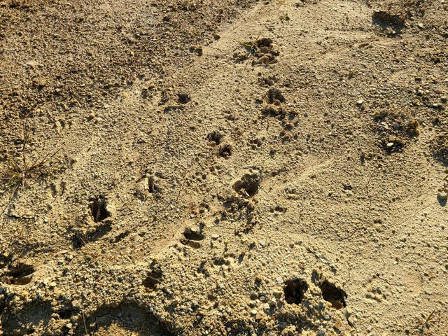 Parcel 1 & 2 Lazy Bee Lane, Vanceburg, KY 41179