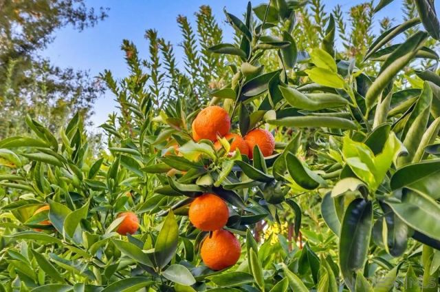 5765 Carell Avenue, Agoura Hills, CA 91301