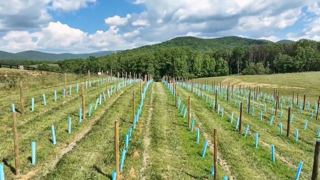 1281 Twisted Oak Road, Talking Rock, GA 30175