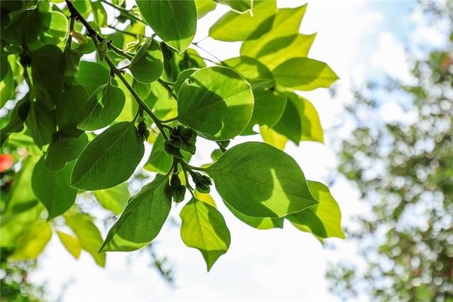 1704 S Date Avenue, Alhambra, CA 91803