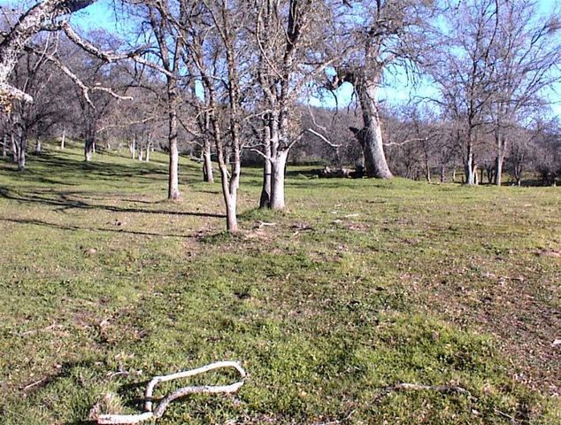 39950 Millwood Road, Dunlap, CA 93621