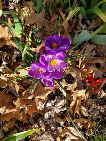 504 SW BOBCAT Street, Oak Grove, MO 64075