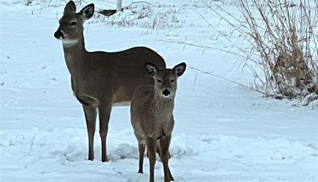 1975 Kaylin Court, Robins, IA 52328