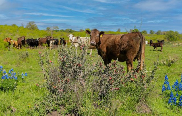 9605 Grapevine Leaf DR, Manor, TX 78653