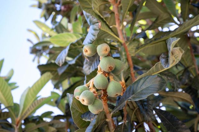 2885 Berryessa Road, San Jose, CA 95132