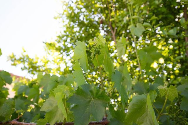 2885 Berryessa Road, San Jose, CA 95132