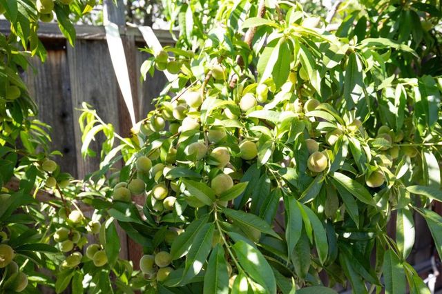 2885 Berryessa Road, San Jose, CA 95132