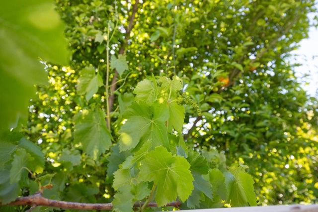 2885 Berryessa Road, San Jose, CA 95132