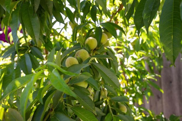 2885 Berryessa Road, San Jose, CA 95132