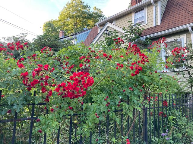 19 Deforest St, Boston, MA 02136