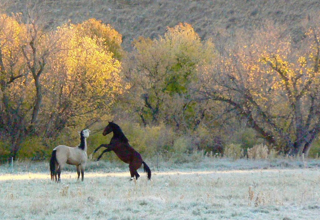 1520 Hwy 31, Hyattville, WY 82428 photo 56