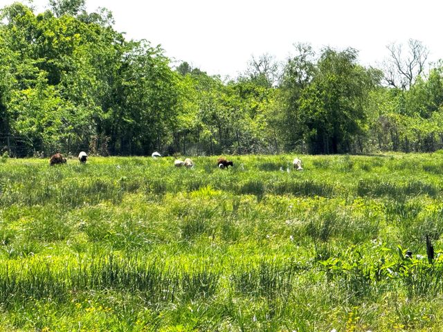 3400 Fm 1127, Shepherd, TX 77371