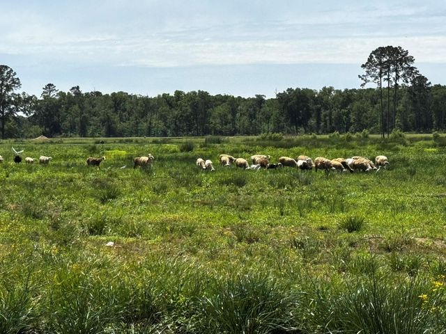 3400 Fm 1127, Shepherd, TX 77371