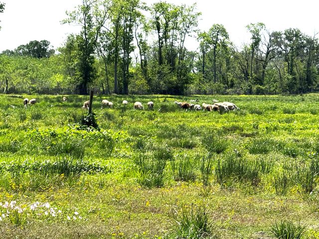 3400 Fm 1127, Shepherd, TX 77371