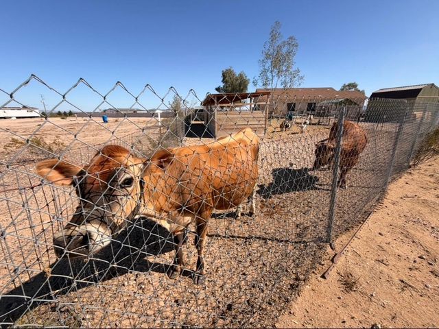 34206 W Wayland Drive, Tonopah, AZ 85354
