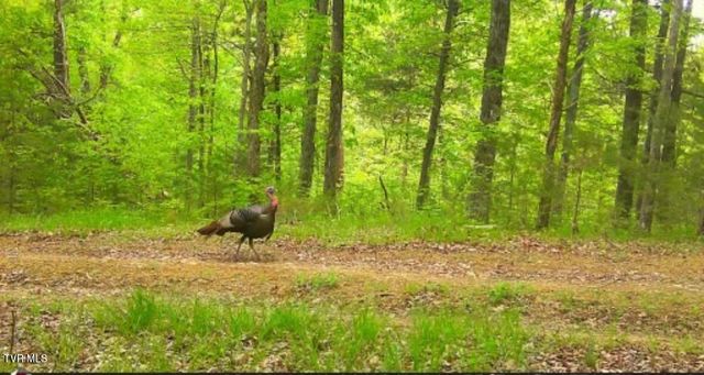 4045 South Mohawk Road, Midway, TN 37809