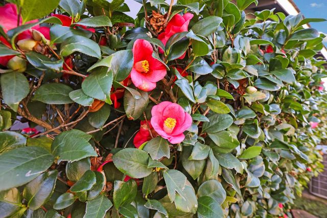 2752 Calariva Dr, Stockton, CA 95204